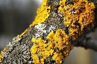 Collaborate lichen.jpg