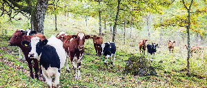 File:Medium Cows.png