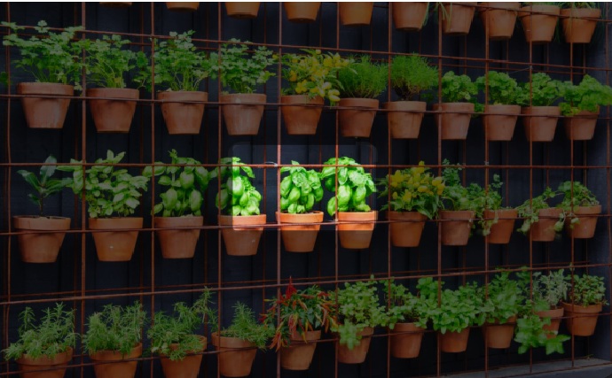 File:Vertical Gardening.jpg