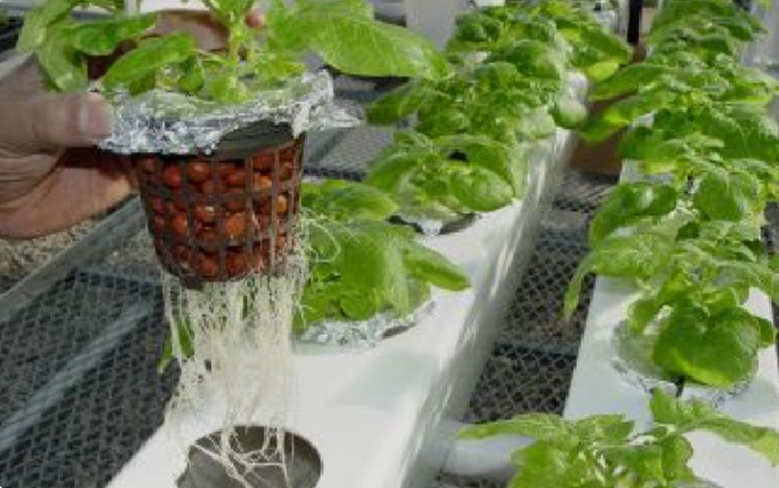 File:Hydroponics.jpg