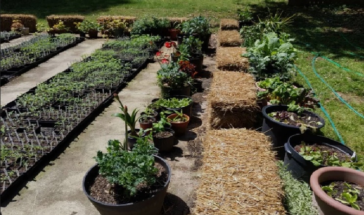 File:Straw Bale Gardening.jpg