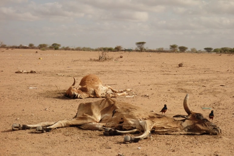 File:Drought East Afr.jpg