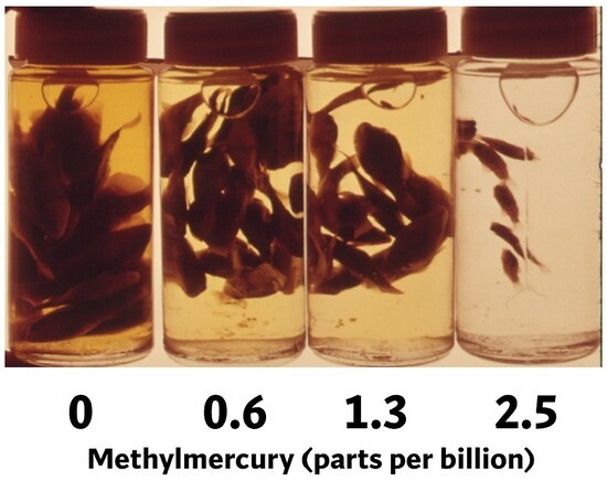 File:Merc01 larvae.jpg