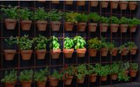 Vertical Gardening.jpg