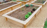 Raised Bed Gardening.jpg