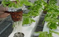 Hydroponics.jpg