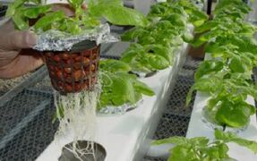 Hydroponic Gardening