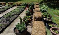 Straw Bale Gardening.jpg