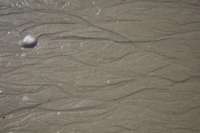 Path-in-Sand.png